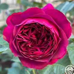 Heirloom Roses Celestial Night™ New