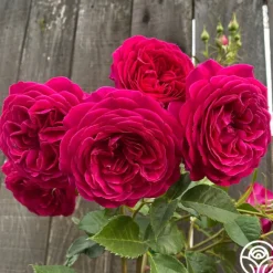 Heirloom Roses Celestial Night™ New