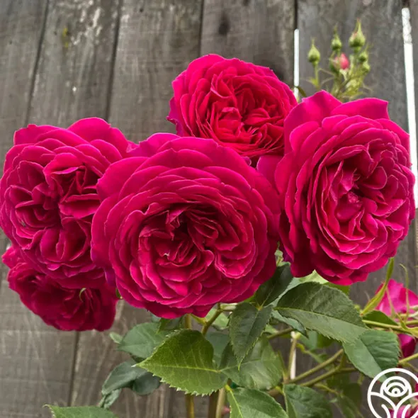 Heirloom Roses Celestial Night™ New