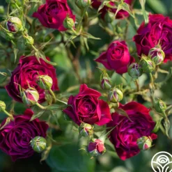 Heirloom Roses Celestial Night™ New