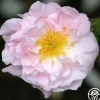 Heirloom Roses Celsiana Discount