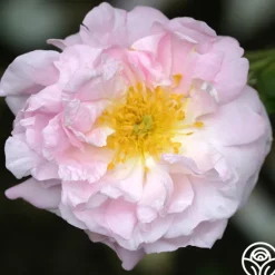 Heirloom Roses Celsiana Discount