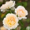 Heirloom Roses Celtic Pride™ New