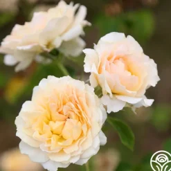 Heirloom Roses Celtic Pride™ New