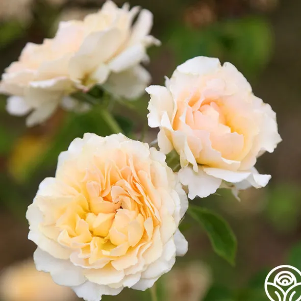Heirloom Roses Celtic Pride™ New