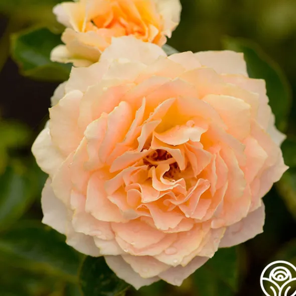 Heirloom Roses Celtic Pride™ New