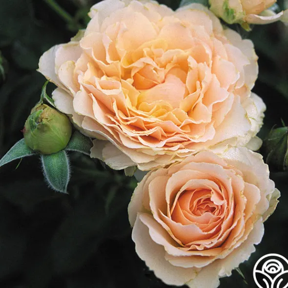 Heirloom Roses Celtic Pride™ New