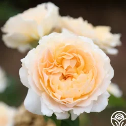 Heirloom Roses Celtic Pride™ New