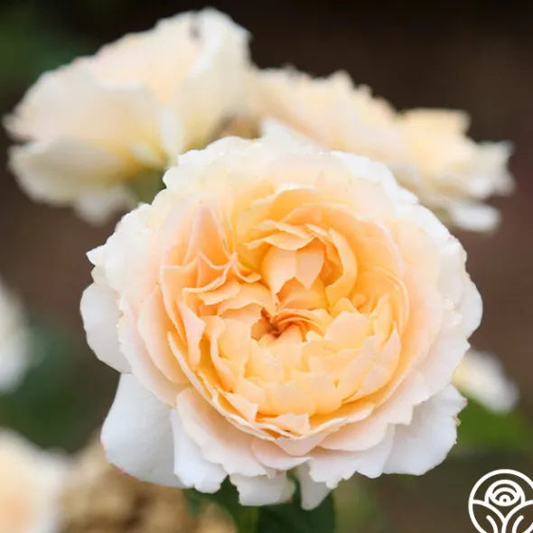 Heirloom Roses Celtic Pride™ New