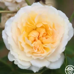 Heirloom Roses Celtic Pride™ New