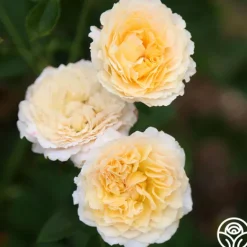Heirloom Roses Celtic Pride™ New