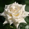 Heirloom Roses Champagne New