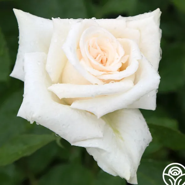 Heirloom Roses Champagne New