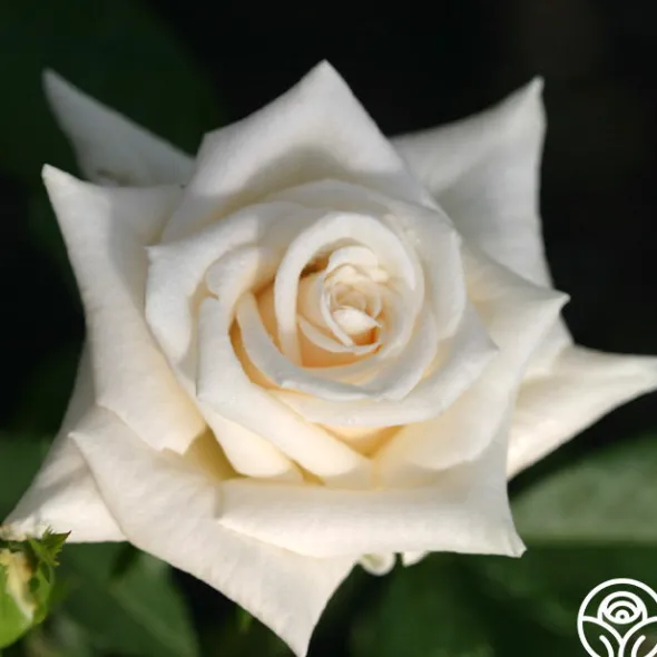 Heirloom Roses Champagne New
