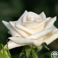Heirloom Roses Champagne New