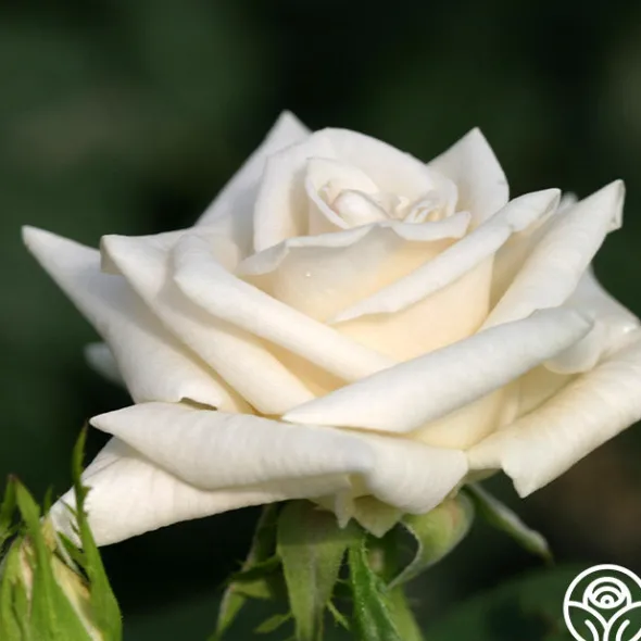 Heirloom Roses Champagne New