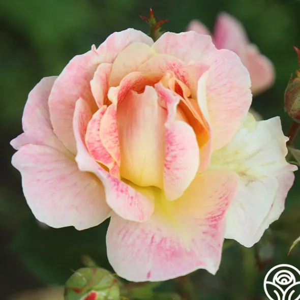 Heirloom Roses Champagne Cocktail Outlet