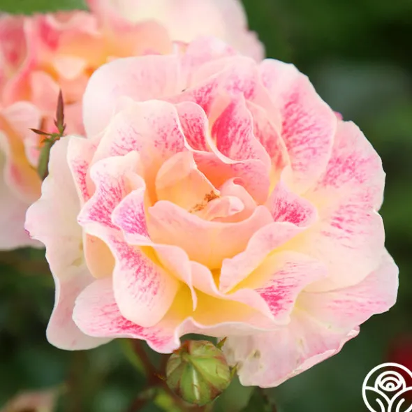 Heirloom Roses Champagne Cocktail Outlet