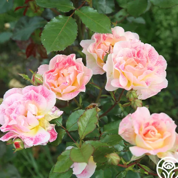 Heirloom Roses Champagne Cocktail Outlet
