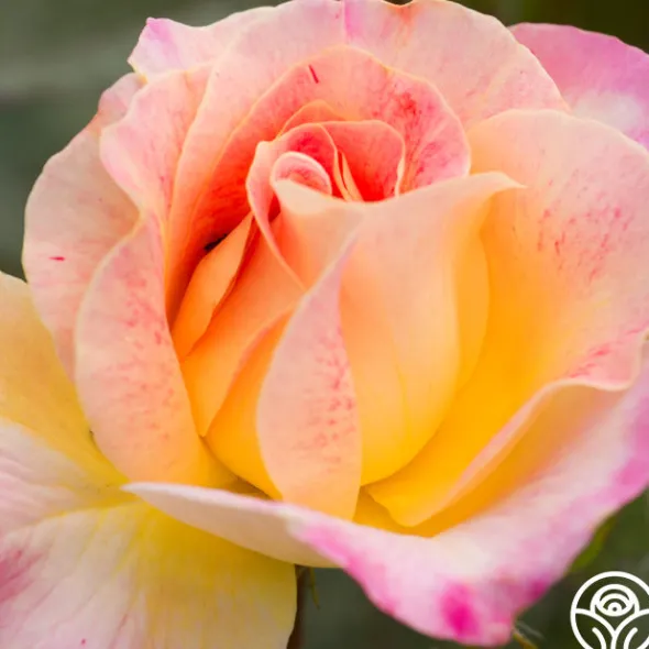 Heirloom Roses Champagne Cocktail Outlet