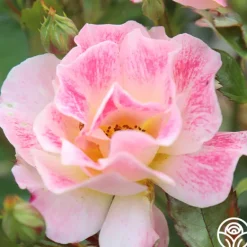 Heirloom Roses Champagne Cocktail Outlet
