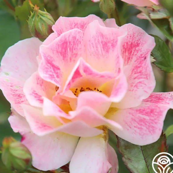 Heirloom Roses Champagne Cocktail Outlet