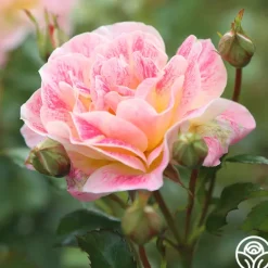 Heirloom Roses Champagne Cocktail Outlet