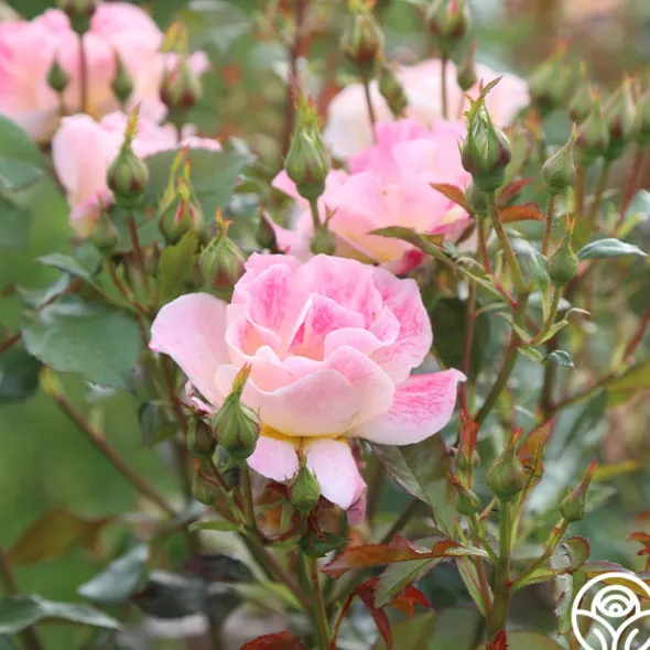 Heirloom Roses Champagne Cocktail Outlet