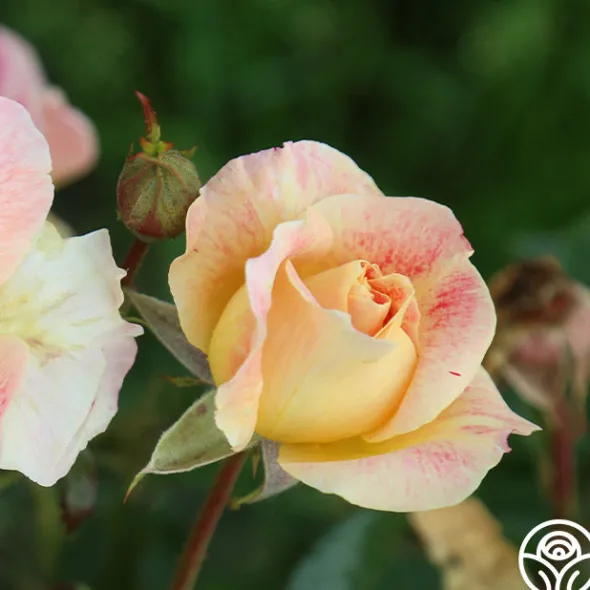Heirloom Roses Champagne Cocktail Outlet