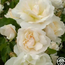 Heirloom Roses Champagne Wishes Hot