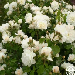 Heirloom Roses Champagne Wishes Hot