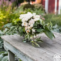 Heirloom Roses Champagne Wishes Hot