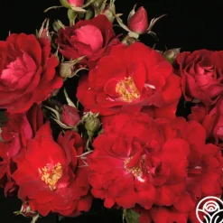 Heirloom Roses Champlain Clearance