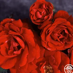 Heirloom Roses Champlain Clearance