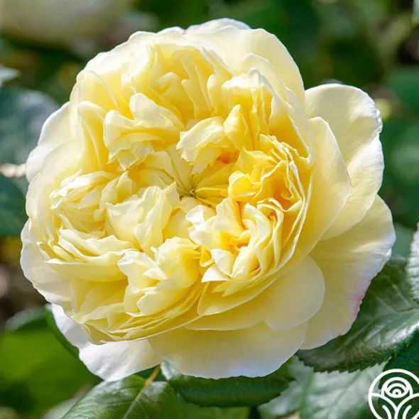 Heirloom Roses Charles Darwin® Discount