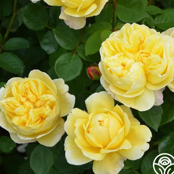 Heirloom Roses Charles Darwin® Discount