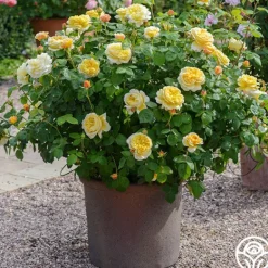 Heirloom Roses Charles Darwin® Discount