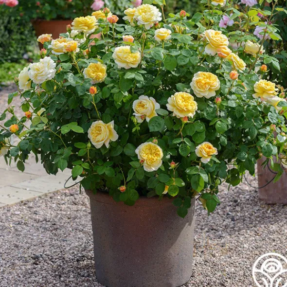 Heirloom Roses Charles Darwin® Discount