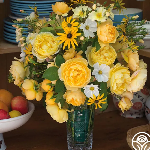 Heirloom Roses Charles Darwin® Discount