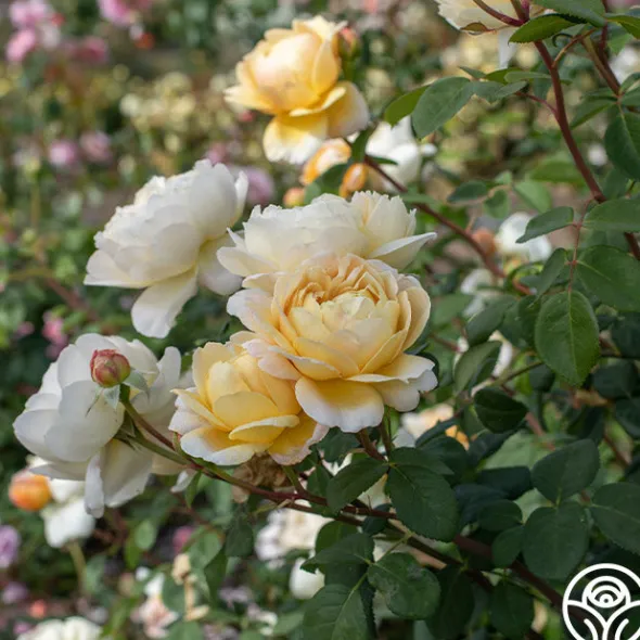 Heirloom Roses Charles Darwin® Discount