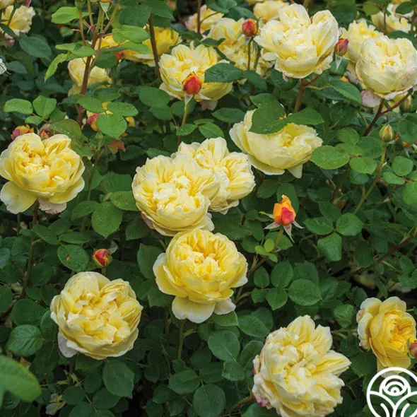 Heirloom Roses Charles Darwin® Discount