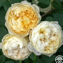Heirloom Roses Charles Darwin® Discount
