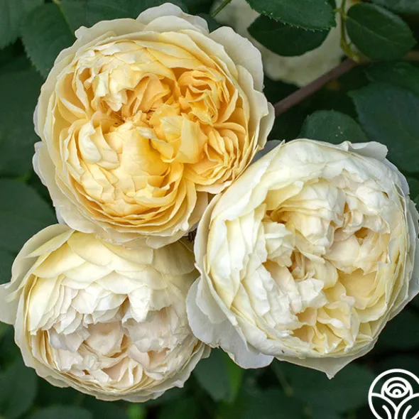 Heirloom Roses Charles Darwin® Discount