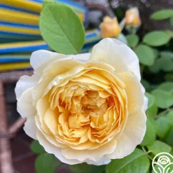 Heirloom Roses Charles Darwin® Discount