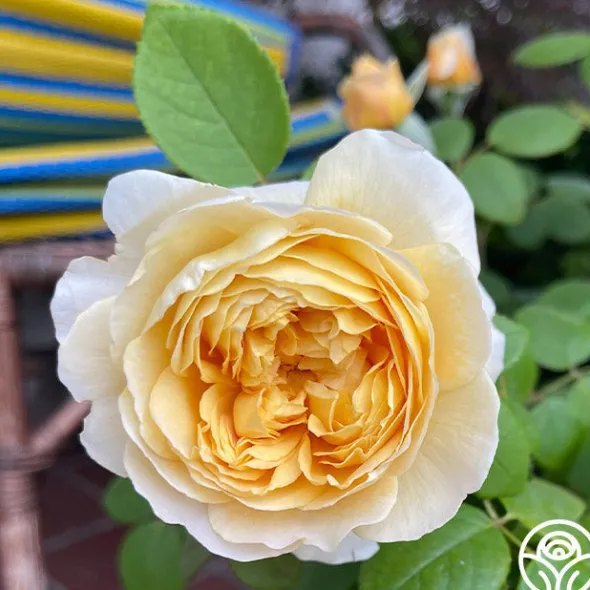 Heirloom Roses Charles Darwin® Discount