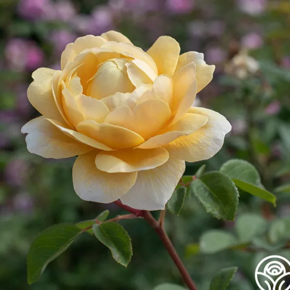 Heirloom Roses Charles Darwin® Discount
