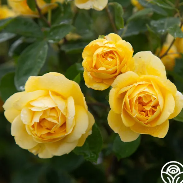 Heirloom Roses Ch-Ching! Clearance