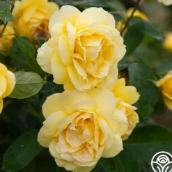 Heirloom Roses Ch-Ching! Clearance