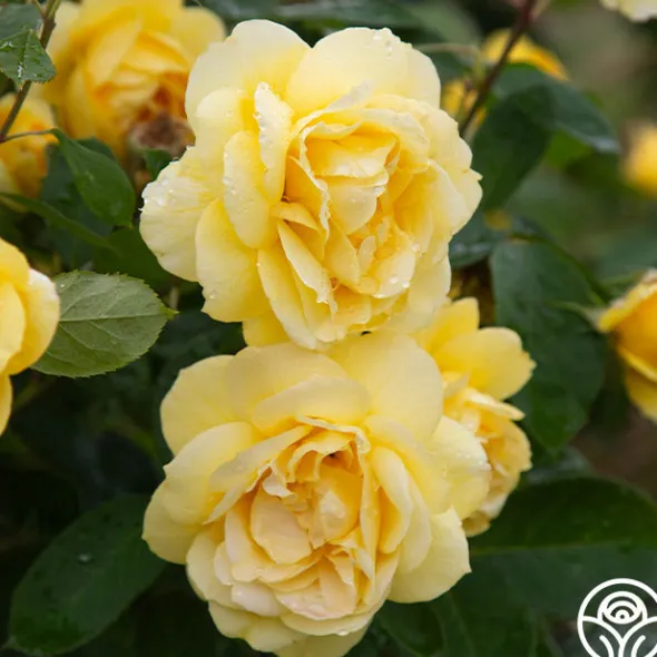 Heirloom Roses Ch-Ching! Clearance