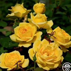 Heirloom Roses Ch-Ching! Clearance